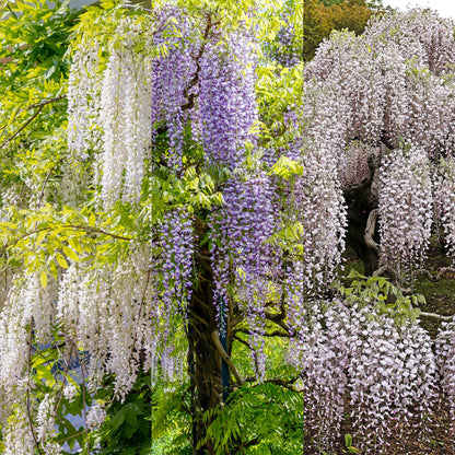 Wisteria floribunda 'Tricolour' - Blauwe Regen - Bloemen; blauw, roze & wit