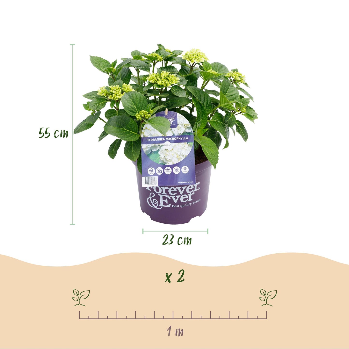 Hydrangea 'Forever & Ever White' - Witte Hortensia - 7-12 bloemen - hoogte 55cm