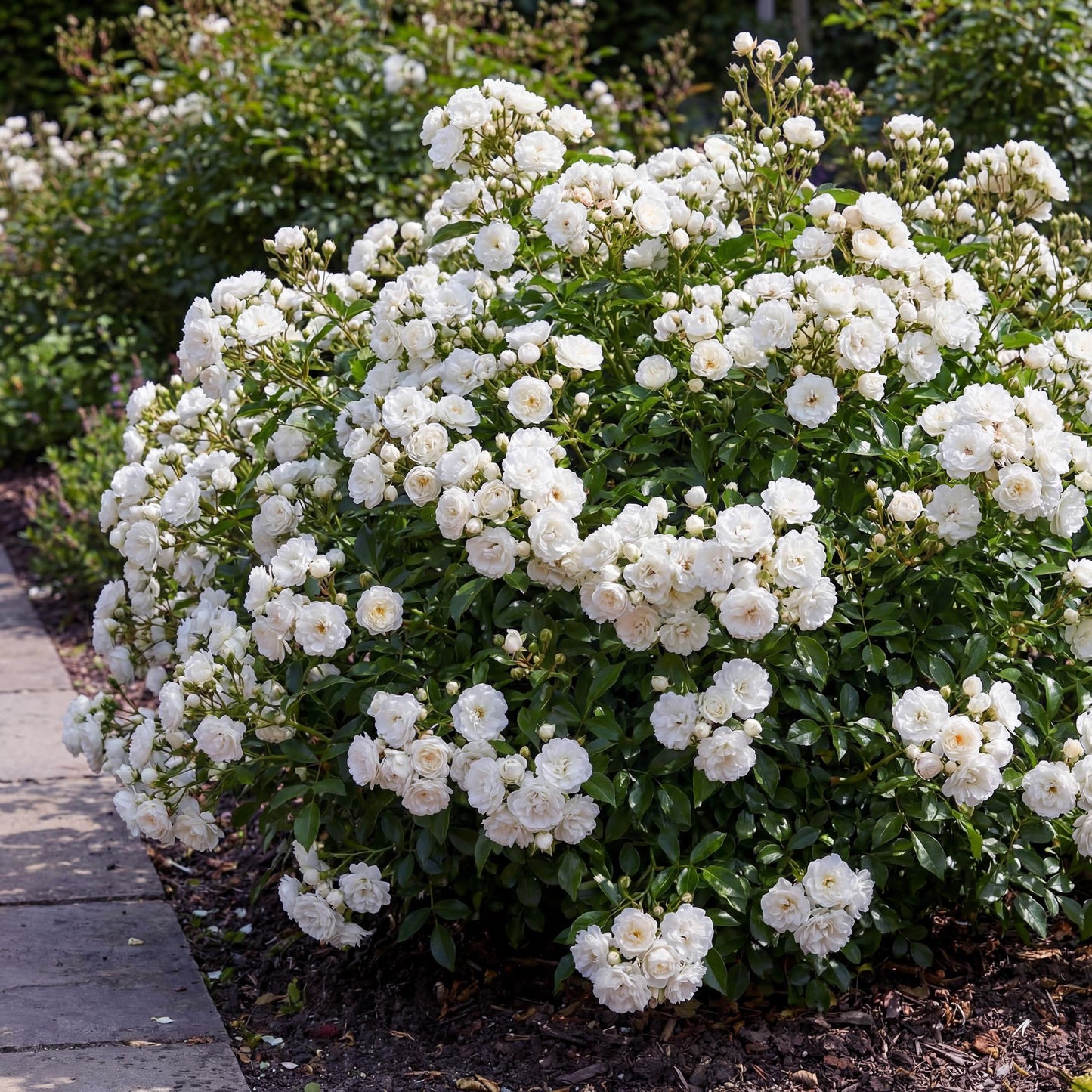 Rosa 'White Fairy' - Roos - hoogte 20-25cm