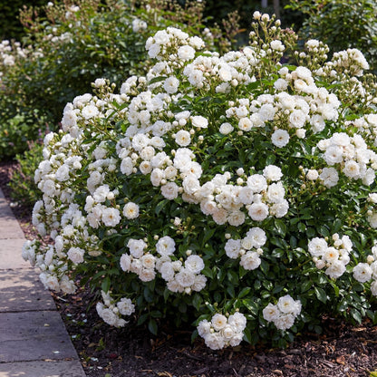 Rosa 'White Fairy' - Roos - hoogte 20-25cm