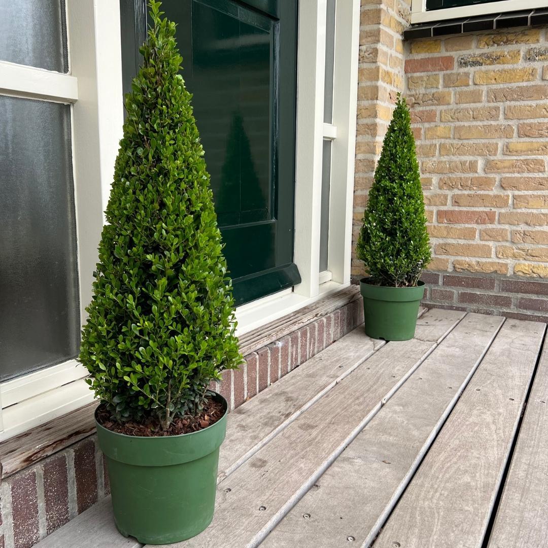Ilex crenata 'Piramide' - wintergroene Japanse Hulst