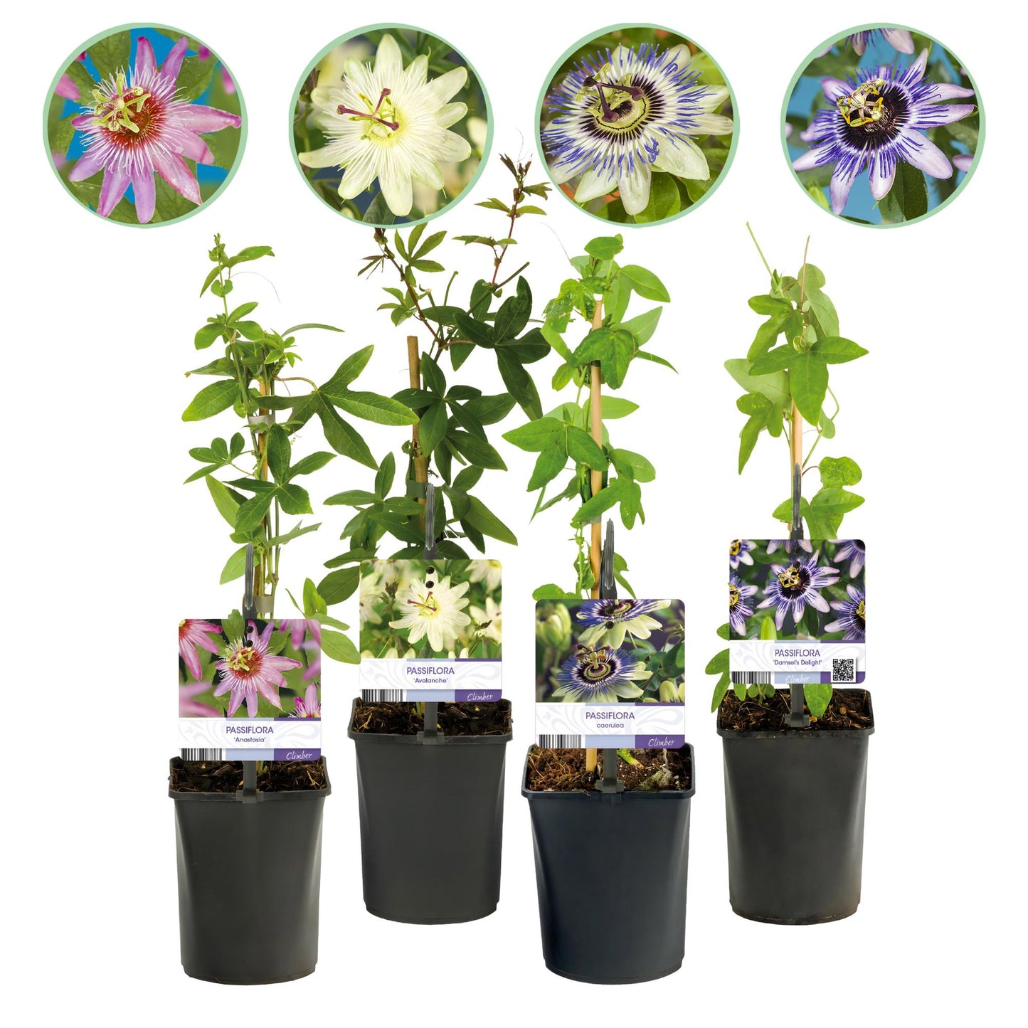 Passifloramix 'Rainbow' - Passiebloem - Bloemen; roze, wit, paars & groen