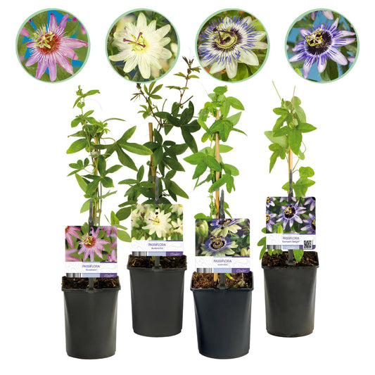 Passifloramix 'Rainbow' - Passiebloem - Bloemen; roze, wit, paars & groen