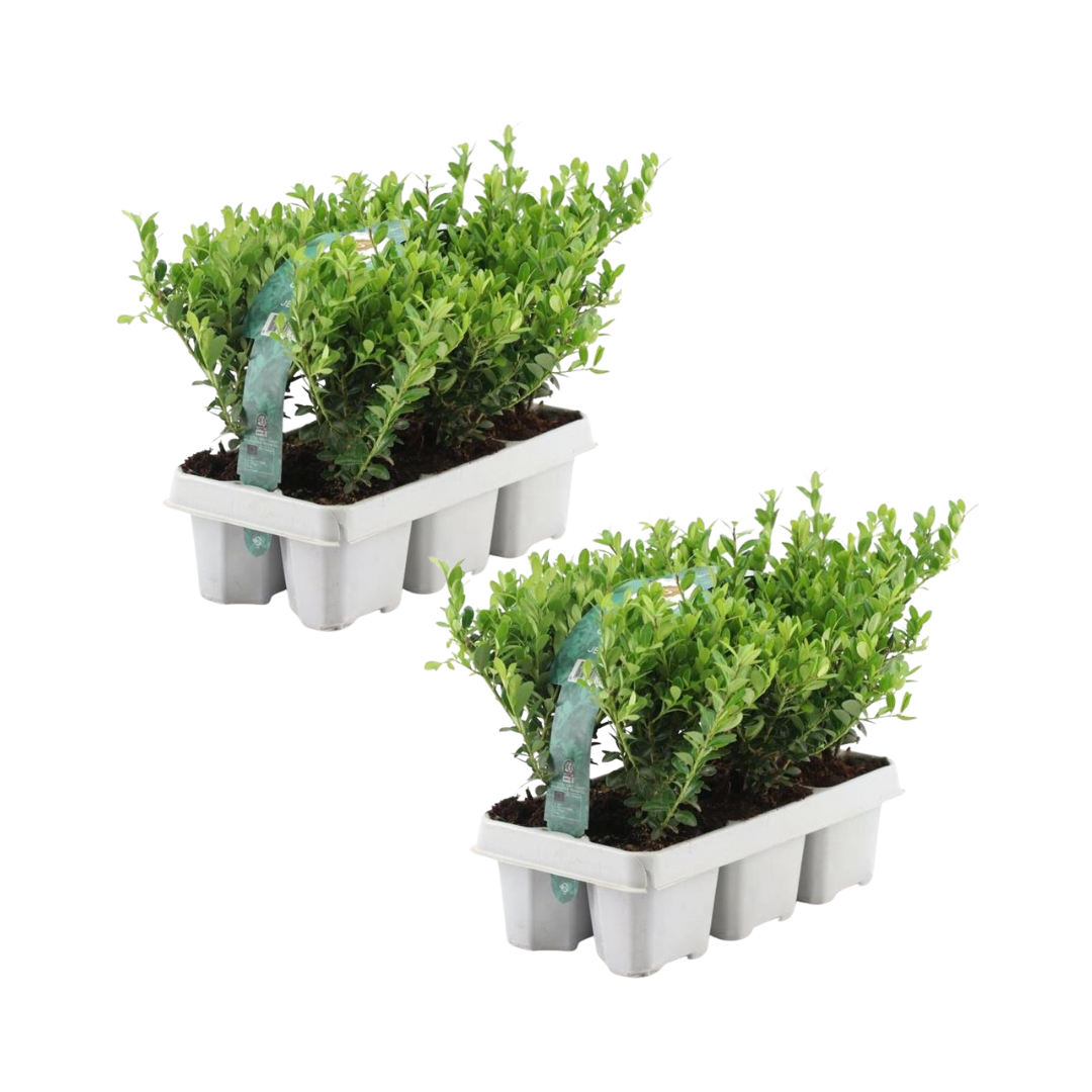 2 x 6 pack Ilex crenata 'Jenny' - Ø7 cm - ↕15 cm