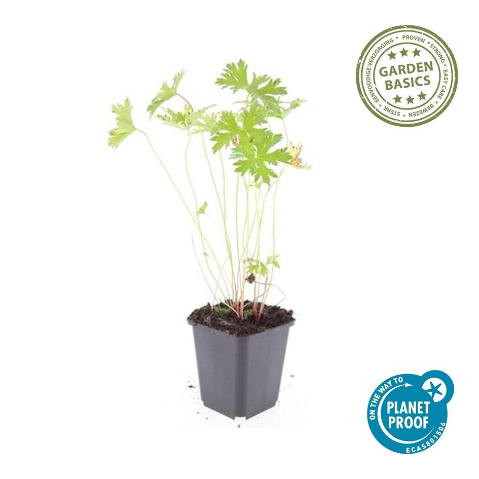 Geranium 'Johnson's Blue' - Ooievaarsbek