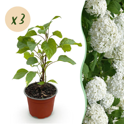 Hydrangea arborescens 'Annabelle' - Sneeuwbalhortensia - Winterhard - Wit - 3 Planten - Pot 12cm - Hoogte Hoogte 20-30cm
