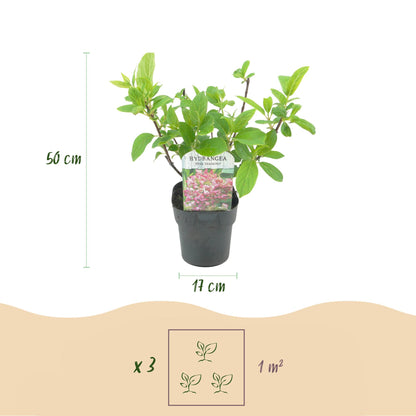 Hydrangea panniculata 'Pink Diamond' - Pluimhortensia - hoogte 50cm