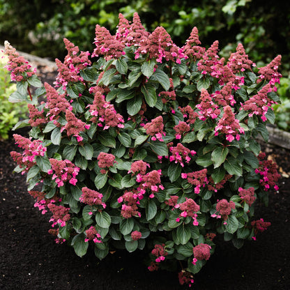 Hydrangea panniculata 'Living Infinity' - Pluimhortensia - hoogte 20-30cm