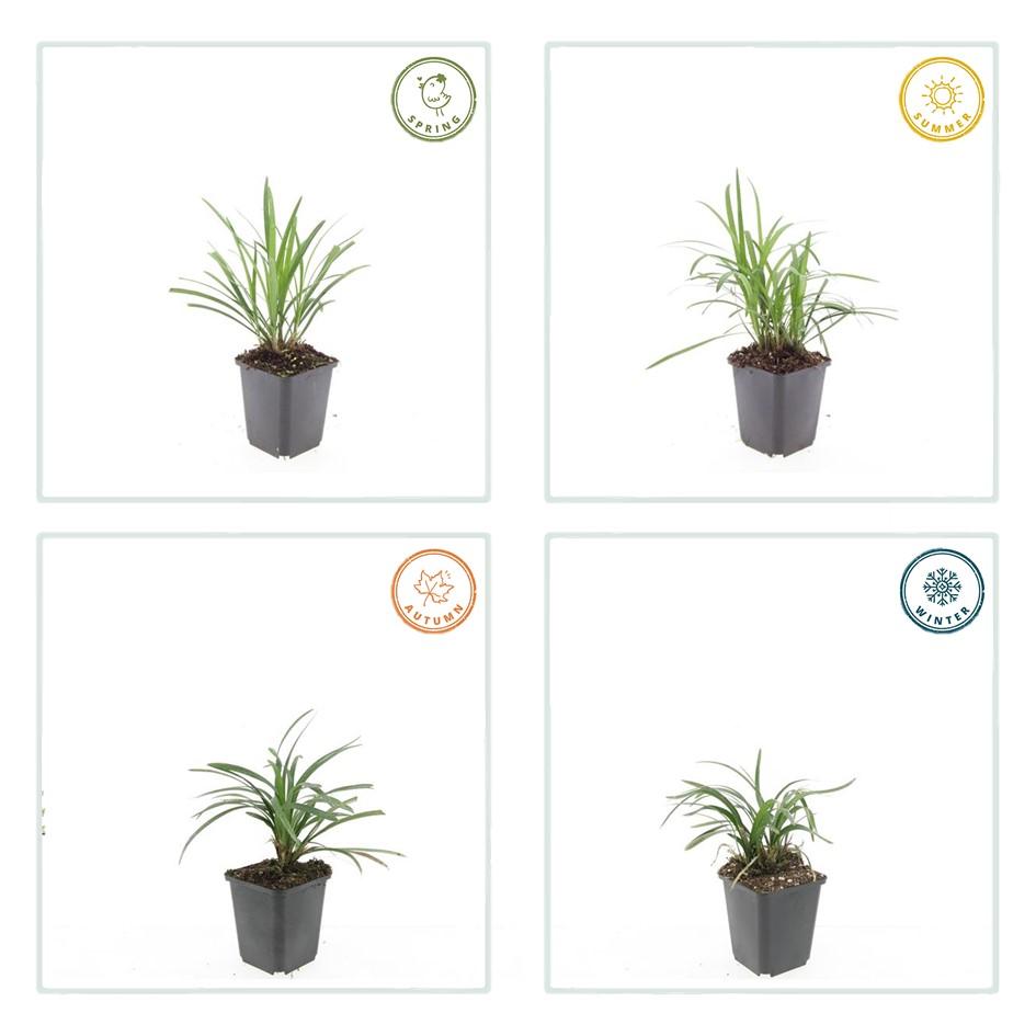 Liriope muscari 'Monroe White' - Leliegras
