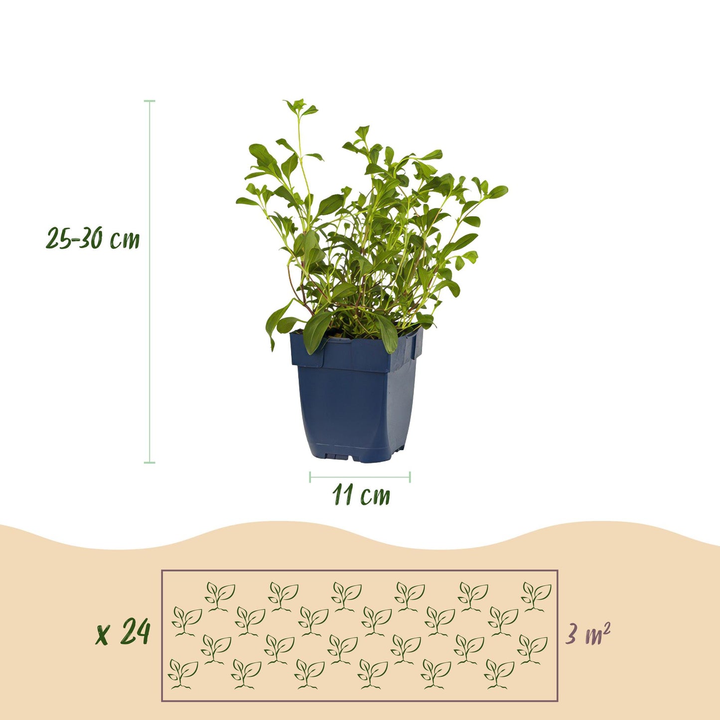 Green boutiQ - Borderpakket - Bodembedekkend - 24 Vaste planten - 3 m2 - Diversen kleuren - Weinig Onderhoud - Pot 11cm