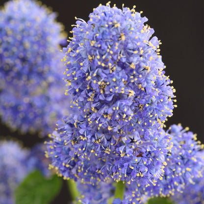 Ceanothus thyrsiflorus Repens op stam - Amerikaanse sering - hoogte 90cm