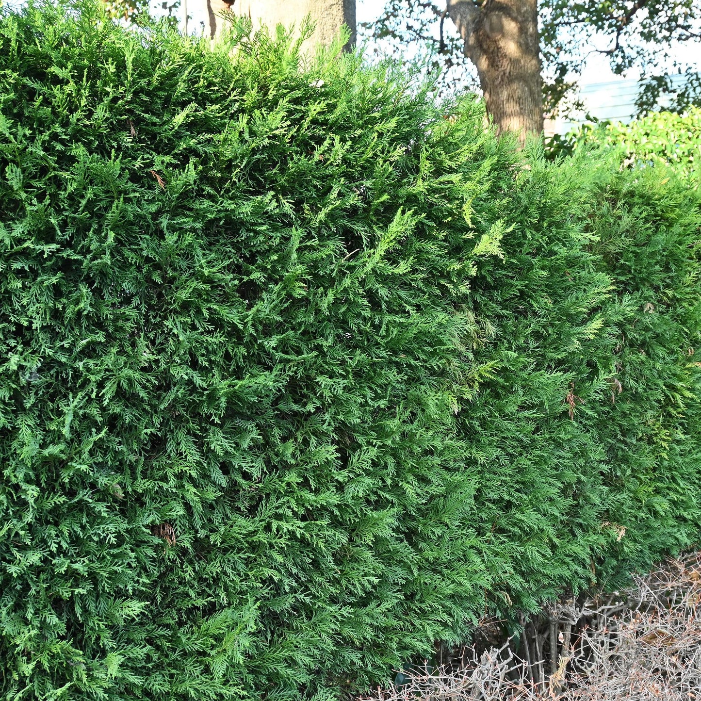 Cupressocyparis leylandii - Leylandcipres - hoogte 35-40cm