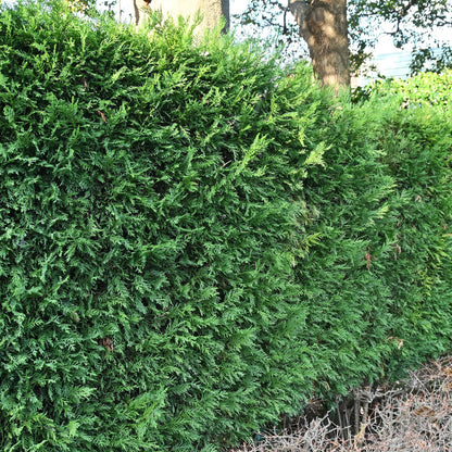Cupressocyparis leylandii - Leylandcipres - hoogte 35-40cm