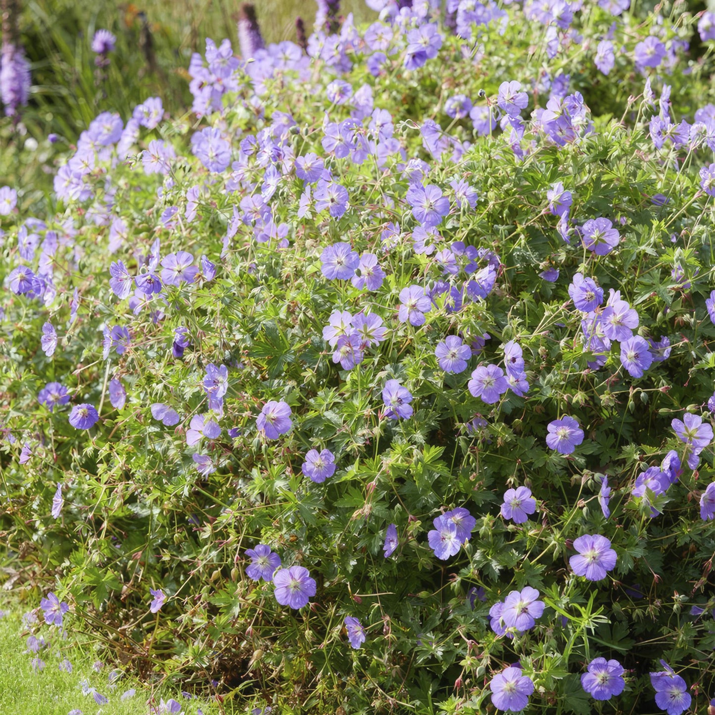 Geranium 'Rozanne' - Ooievaarsbek