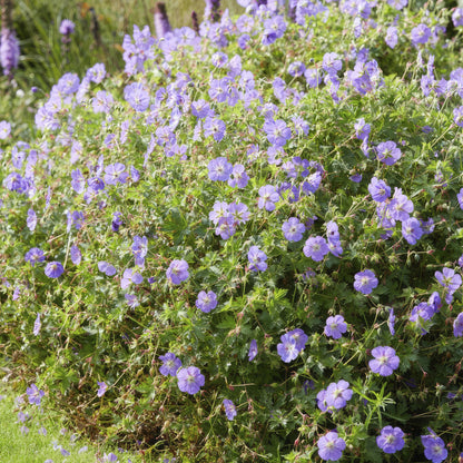 Geranium 'Rozanne' - Ooievaarsbek