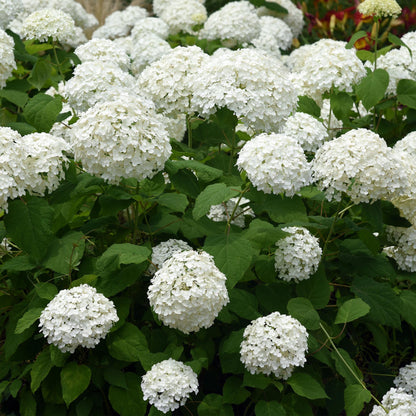 Hydrangea arborescens 'Annabelle' - Pluimhortensia - hoogte 20-30cm