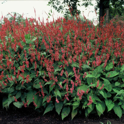 Persicaria amplexicaulis - Duizendknoop