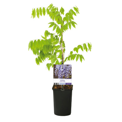 Wisteria floribunda 'Prolific' - Blauwe Regen
