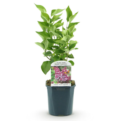 Syringa vulgaris 'Michel Buchner' - Gewone Sering - hoogte 45cm
