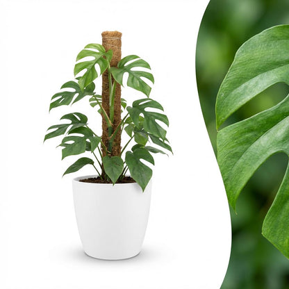 Green boutiQ - Kamerplant - Mini Gatenplant - Monstera Minima Mosstok - Groen - Weinig onderhoud - 1 Plant - met Potter Wit - Pot 19cm - Hoogte 90cm