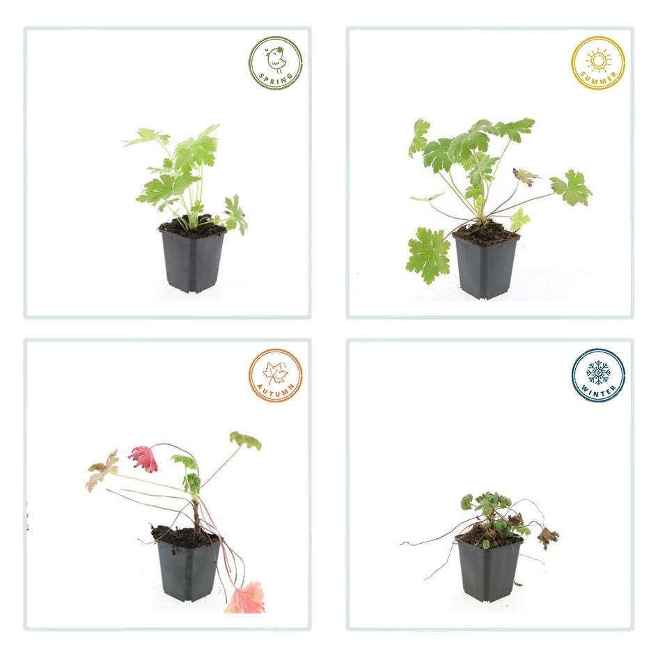 Geranium macrorrhizum 'Ingwersen's Variety' - Ooievaarsbek