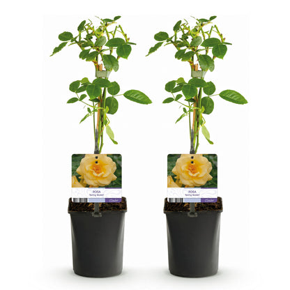Rosa 'Spring Queen' - Klimroos