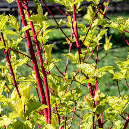 Cornus sibirica - Rode Kornoelje - hoogte 45cm