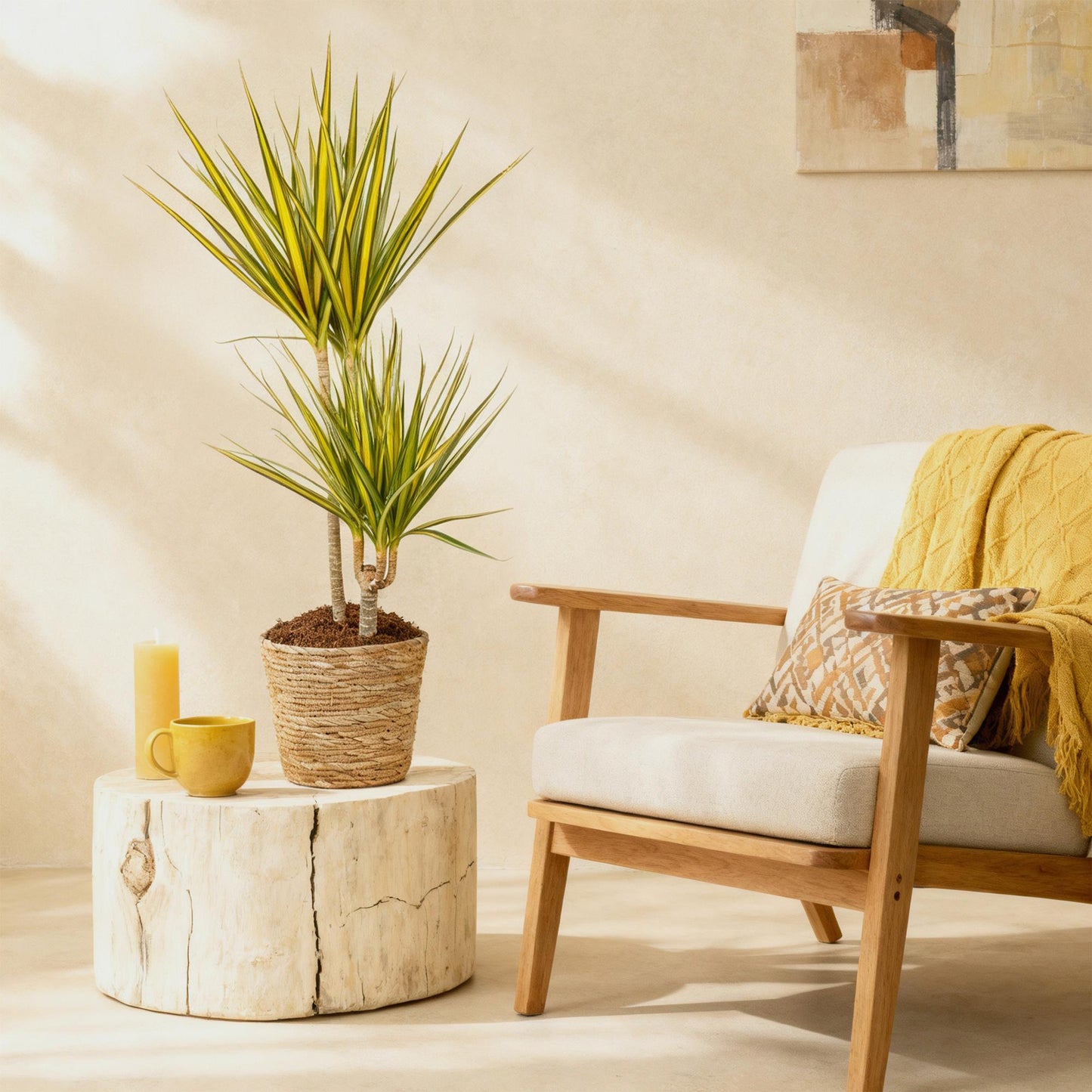 Dracaena Sunray - Drakenbloedboom - pot 21cm - hoogte 90-100cm