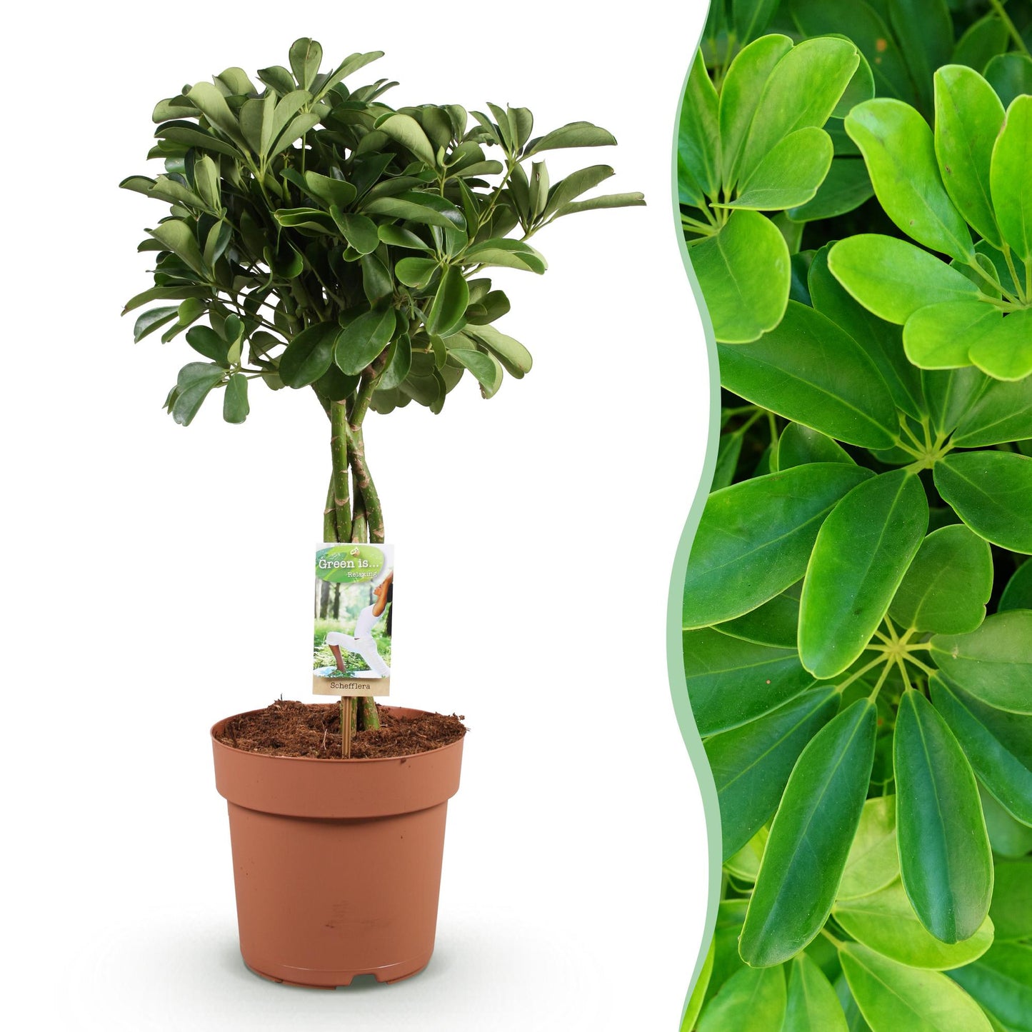 Schefflera Nora - Vingerboom - pot 21cm - hoogte 70-82cm