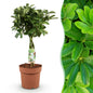 Schefflera Nora - Vingerboom - pot 21cm - hoogte 70-82cm