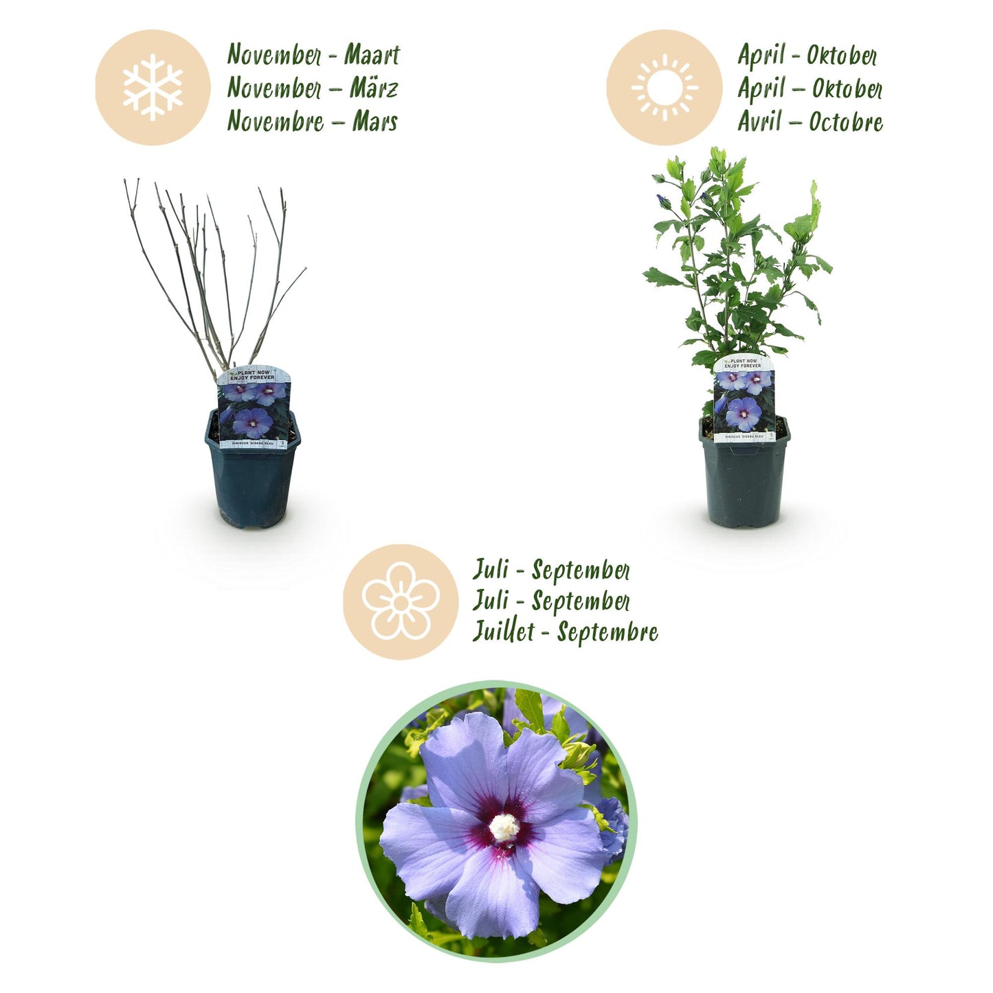 Hibiscus syriacus 'Oiseau Blue' - Altheastruik - hoogte 45cm