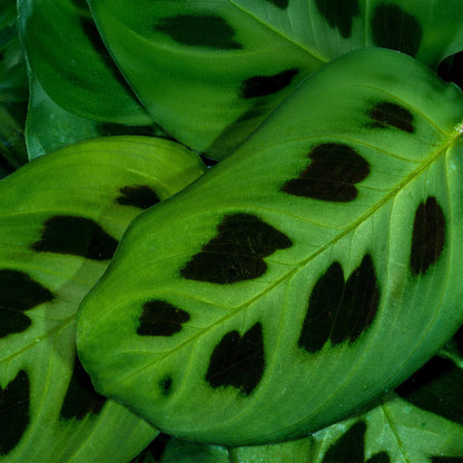 Green boutiQ - Kamerplant - Maranta Fascinator Kerchoveana - Zebraplant - Huisdiervriendelijke Plant - Groen - 2 Planten - met Potter Wit - Pot 12cm - Hoogte 25cm