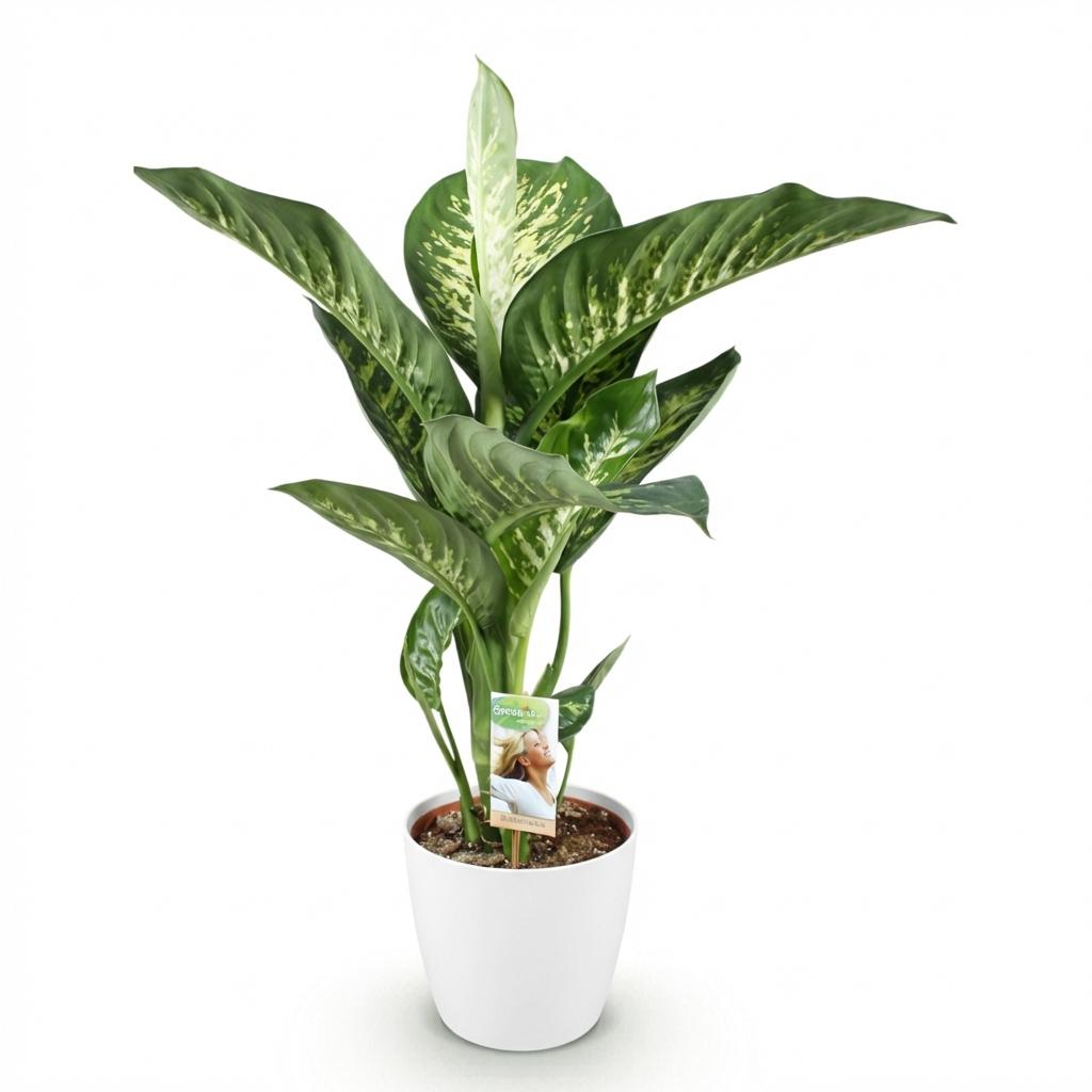 Diefenbachia Tropic Snow - Dieffenbachia - incl. pot wit - pot 21cm - hoogte 90-100cm