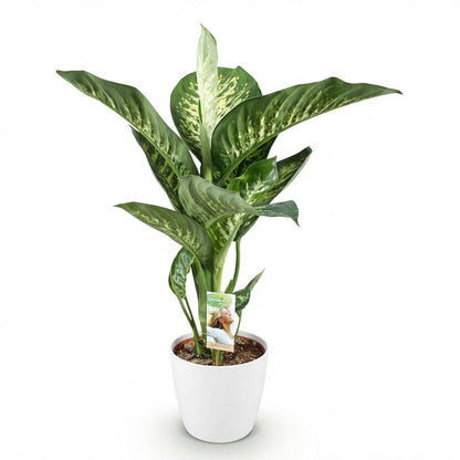 Diefenbachia Tropic Snow - Dieffenbachia - incl. pot wit - pot 21cm - hoogte 90-100cm