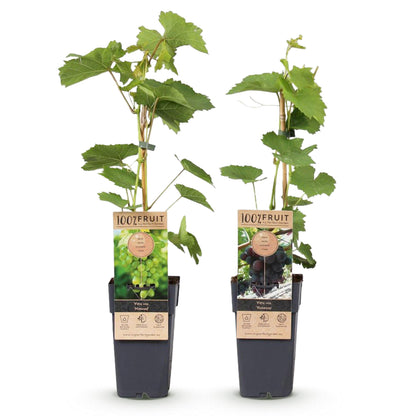 Vitis vinifera 'Himrod' & Vitis vinifera 'Vanessa' - Blauw & Witte Druif