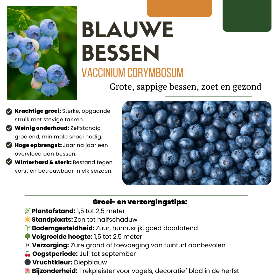 Biologische bosbessenplanten - 6 planten - Ø 13 cm - ↨ 20 cm