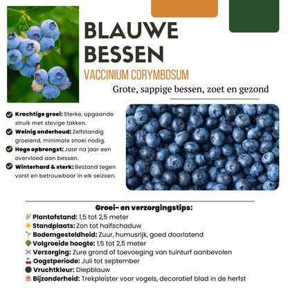 Biologische bosbessenplanten - 6 planten - Ø 13 cm - ↨ 20 cm