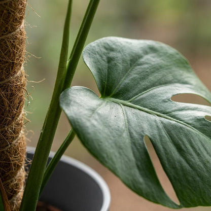 Green boutiQ - Kamerplant - Gatenplant - Monstera Deliciosa mosstok - Groen - Weinig onderhoud - 1 Plant - met Potter Grijs - Pot 19cm - Hoogte 90cm