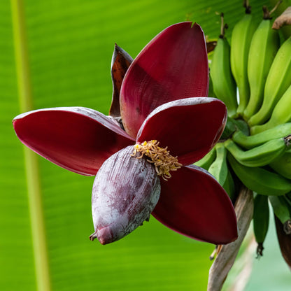Musa sikkemensis 'Red Tiger' - winterharde Bananenboom - 2 planten - Pot 12cm - Hoogte 30cm
