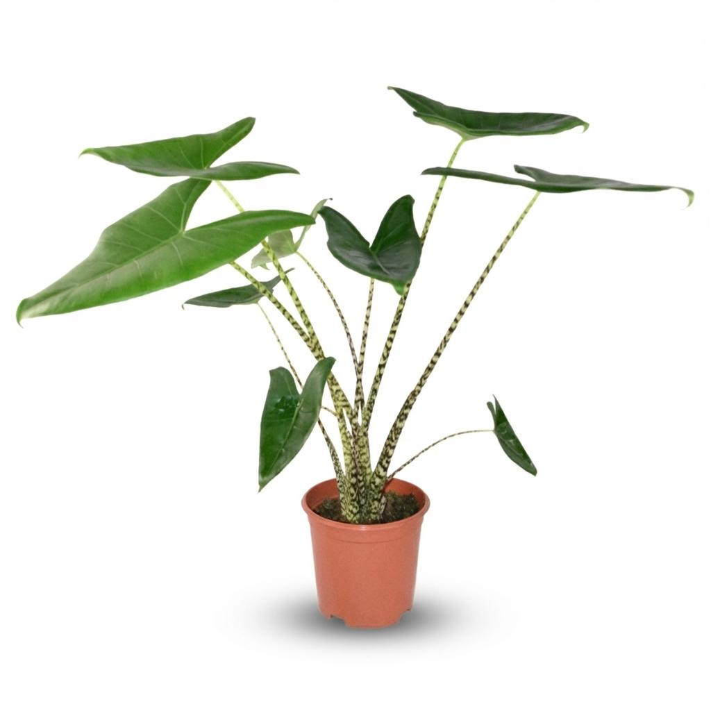 Alocasia Zebrina - Ø 21 cm - Hoogte: 70 - 75 cm