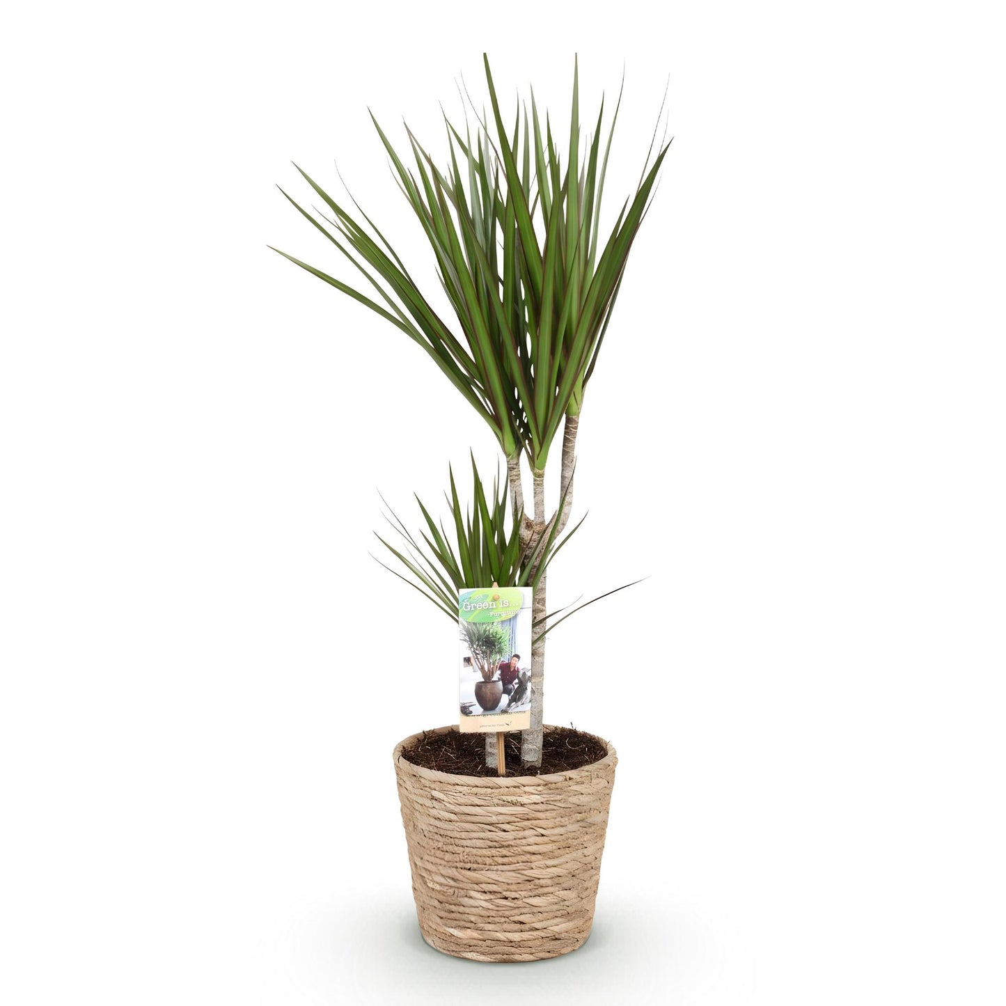 Dracaena Marginata - Drakenbloedboom - incl. mand - 1 plant - pot 17cm - hoogte 70-80cm
