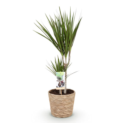 Dracaena Marginata - Drakenbloedboom - incl. mand - 1 plant - pot 17cm - hoogte 70-80cm