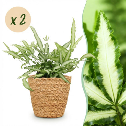 Green boutiQ - Kamerplant - Pteris cretica Albolineata - Lintvaren - Huisdiervriendelijke Plant - Groen - 2 Planten - met Mand - Pot 12cm - Hoogte 20cm