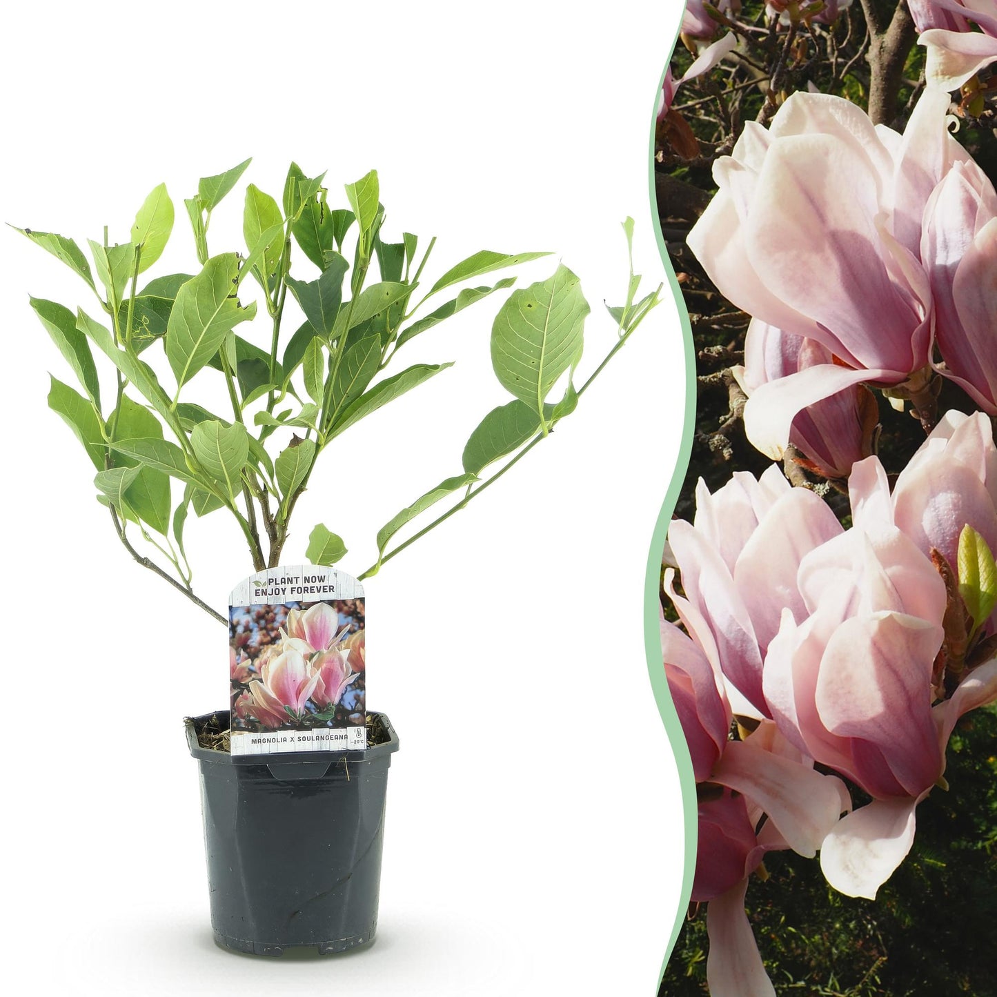 Magnolia soulangiana - Magnolia - hoogte 45cm