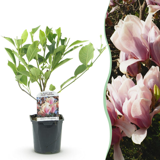 Magnolia soulangiana - Magnolia - hoogte 45cm