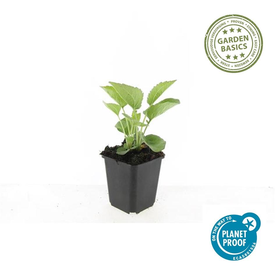 Echinacea purpurea 'Magnus' - Rode Zonnehoed