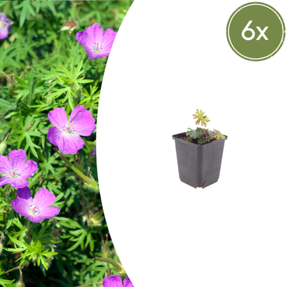 Geranium sanguineum - Bloedooievaarsbek