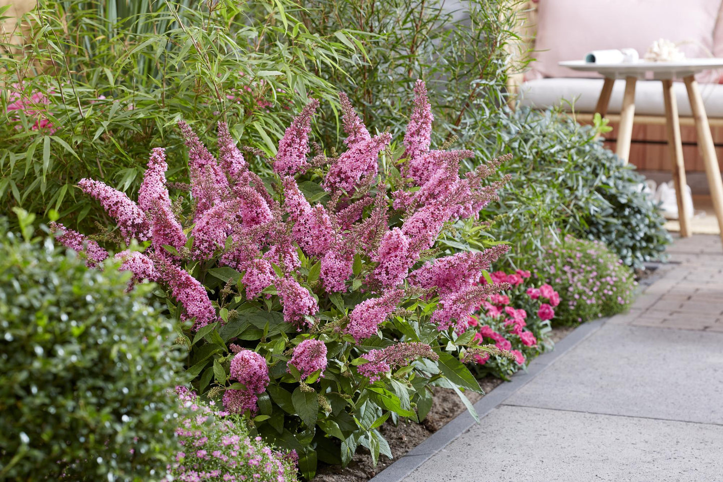 Buddleja davidii 'Butterfly Candy Little Pink' - Vlinderstruik - hoogte 20-25cm