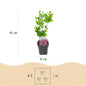 Green boutiQ - Heesters - Hibiscus syriacus Tricolour - Bloem Roze, Wit en Blauw - 3 Planten - Bladverliezend - Weinig Onderhoud - Pot 17cm Hoogte 45cm
