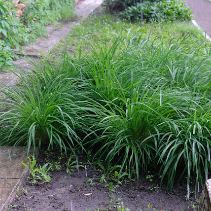 Green boutiQ - Siergrassen -  Carex morrowii Irish Green - Groen & Geel - 2 Planten - Bladhoudend - Weinig Onderhoud - Pot 17cm Hoogte 50cm